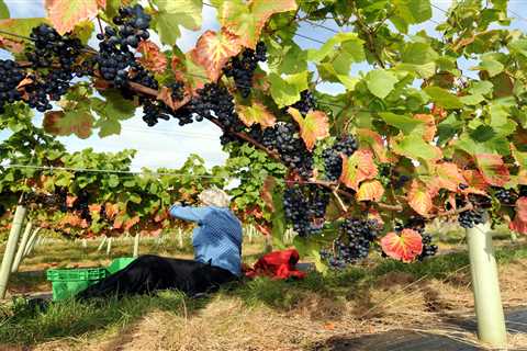 Fine wines to be produced up North as UK gets balmier