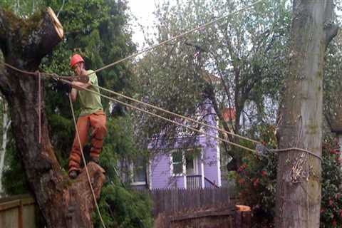 Revamp And Remove: Tree Chopping Services For Fix-And-Flip Projects In Martinsburg