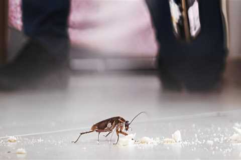 Top Home Selling Tips In Charleston: Start With Pest Extermination Services